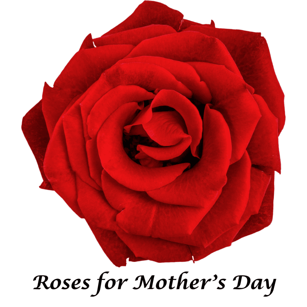 Roses for Mother’s Day